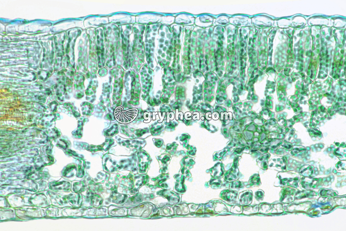 Coupe de feuille - Cellules chlorophylliennes dans une feuille de Berberis CT x25 - gryphea.org
